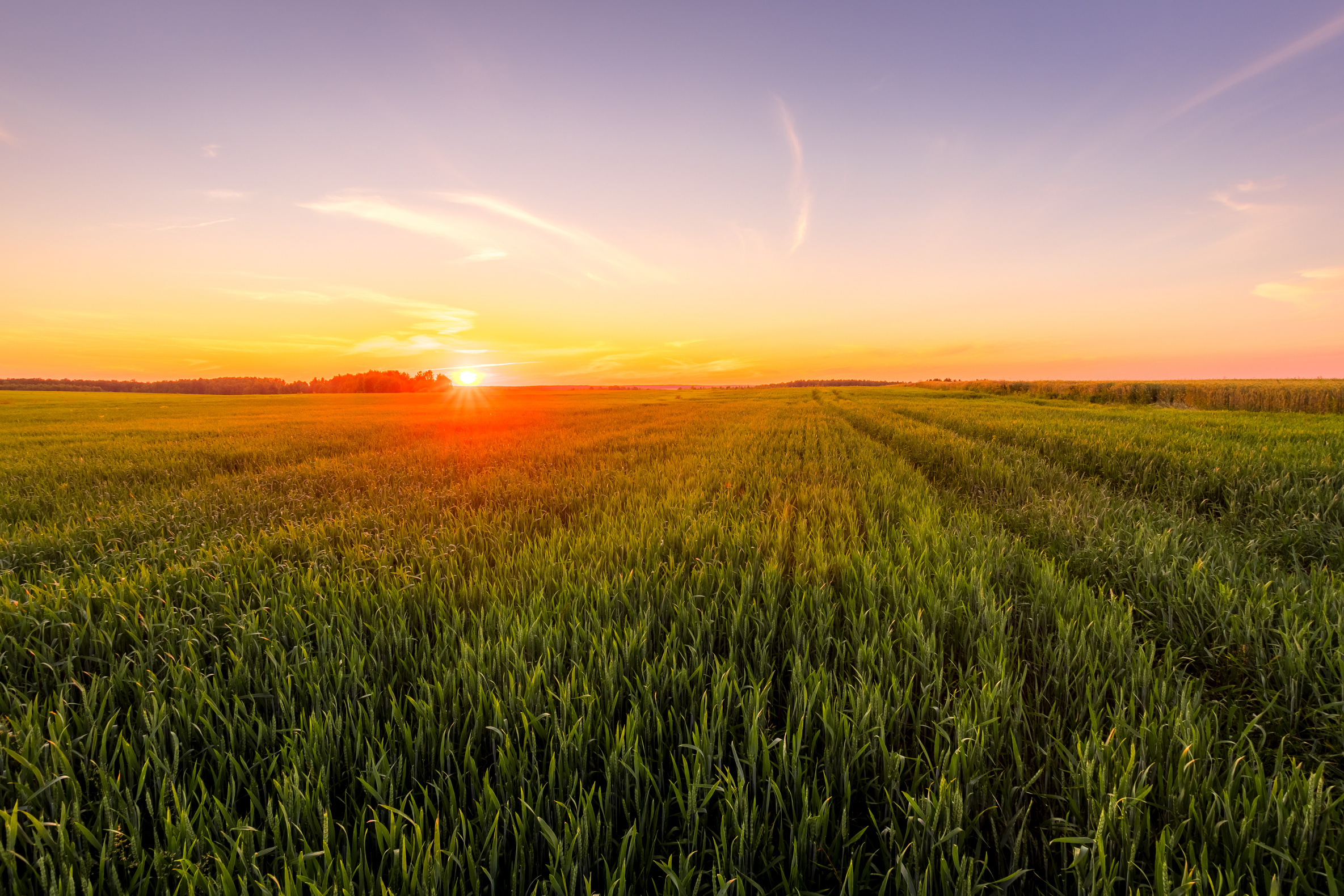 Sunset over an Agricultural Field